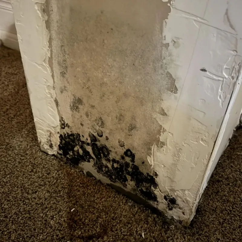 Professional Mold Removal in Good Hope, CA
